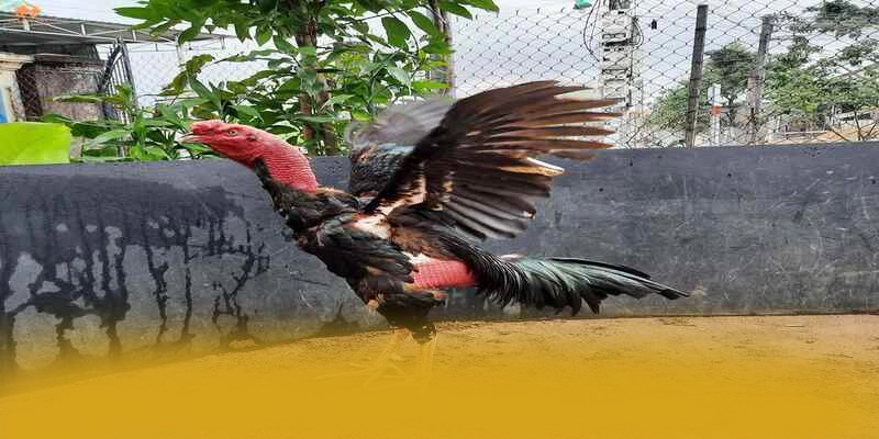 Nền tảng đa nền tảng cùng FB88 Nền tảng đa nền tảng cùng FB88