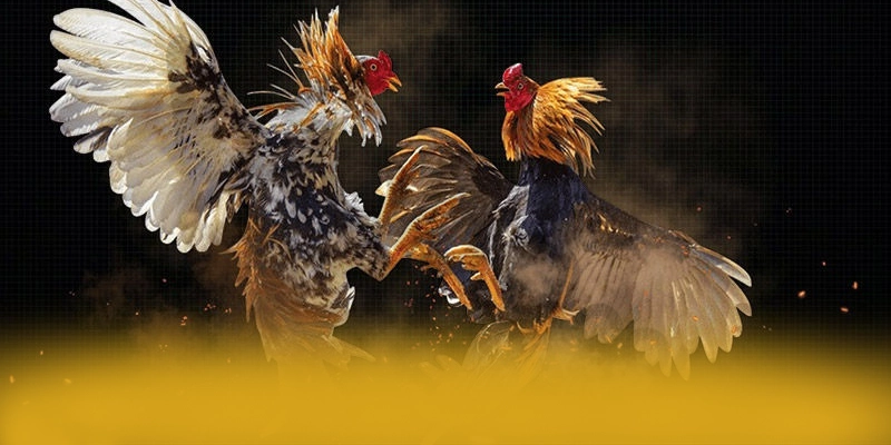 SUNWIN - Đánh giá tổng thể một cách tổng quan. SUNWIN - Đánh giá tổng thể một cách tổng quan.